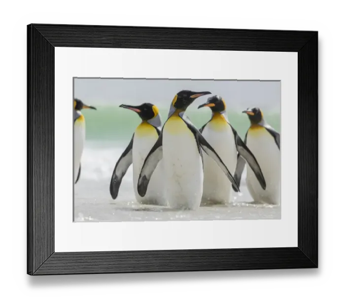 Framed Print : King Penguin (Aptenodytes patagonicus) on the Falkand Islands in the South Atlantic Framed Print : King Penguin (Aptenodytes patagonicus) on the Falkand Islands in the South Atlantic