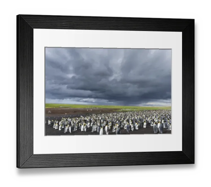 Framed Print : King Penguin (Aptenodytes patagonicus) on the Falkand Islands in the South Atlantic Framed Print : King Penguin (Aptenodytes patagonicus) on the Falkand Islands in the South Atlantic