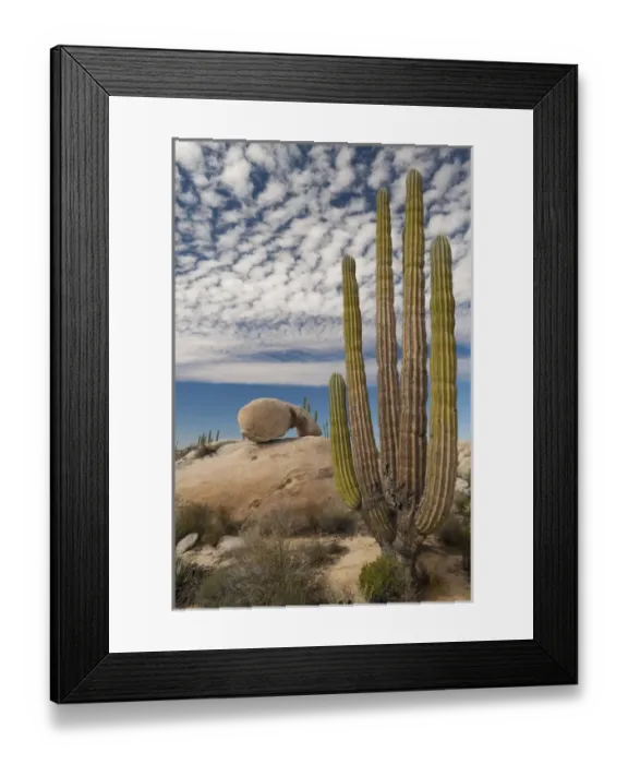 Framed Print : North America, Mexico, Baja California, Cardon Cactus surround boulder formations near Catavina Framed Print : North America, Mexico, Baja California, Cardon Cactus surround boulder formations near Catavina