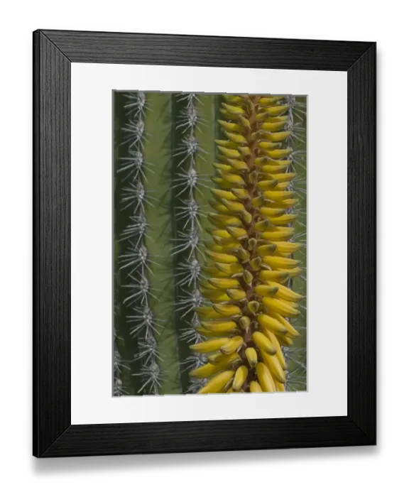 Framed Print : North America, Mexico, Baja California, Agave and Cordon Cactus near Playa Balandra Framed Print : North America, Mexico, Baja California, Agave and Cordon Cactus near Playa Balandra