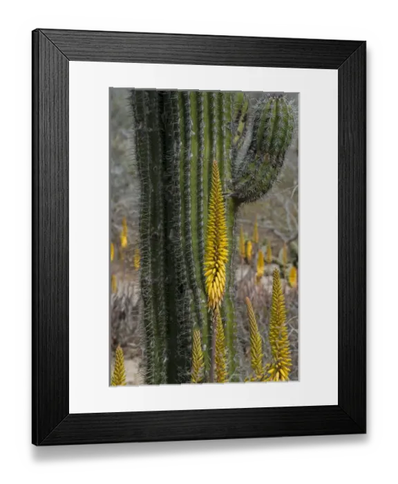 Framed Print : North America, Mexico, Baja California, Agave and Cordon Cactus near Playa Balandra Framed Print : North America, Mexico, Baja California, Agave and Cordon Cactus near Playa Balandra
