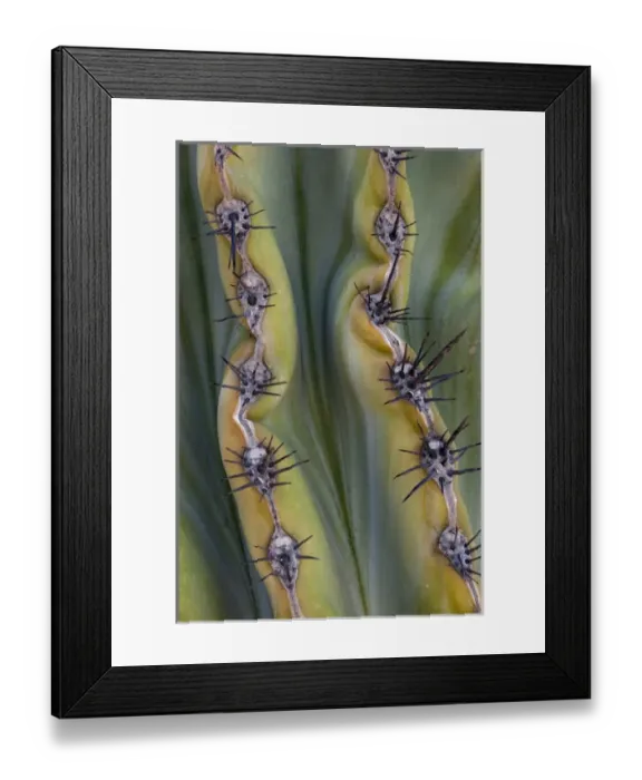 Framed Print : North America, Mexico, Baja California. Abstract line detail of cordon cactus (Pachycereus