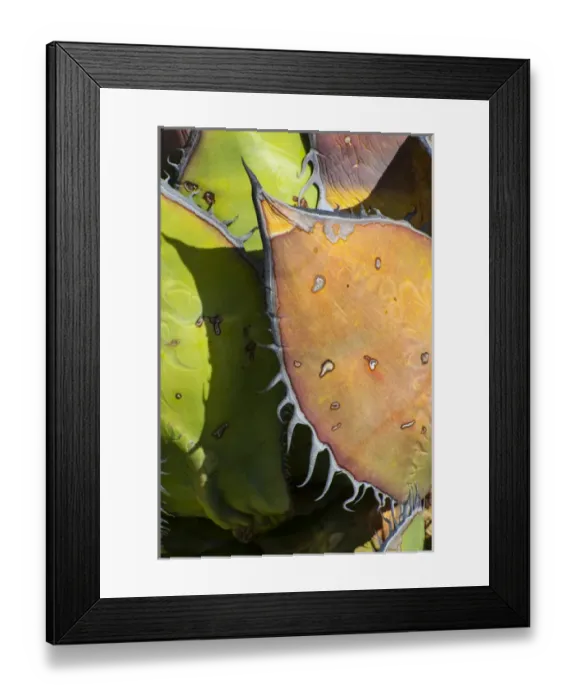 Framed Print : North America, Mexico, Baja California, Agave spines and designs, Baja California, MX Framed Print : North America, Mexico, Baja California, Agave spines and designs, Baja California, MX