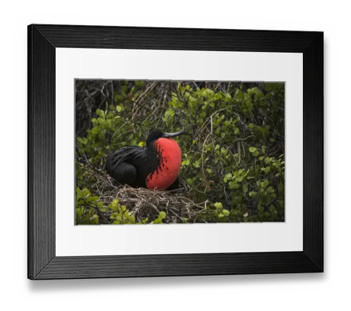 Framed Print : Magnificent Frigatebird (Fregata magnificens) Male with pouch inflated Framed Print : Magnificent Frigatebird (Fregata magnificens) Male with pouch inflated