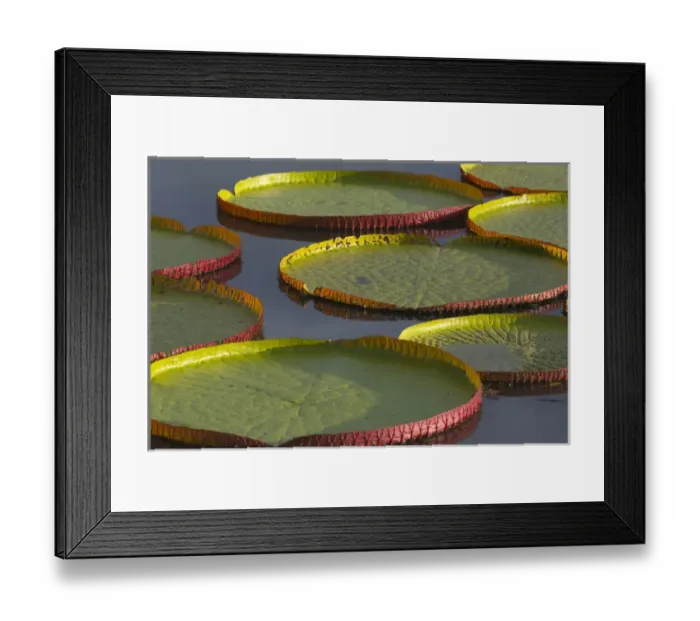 Framed Print : Victoria amazonica lily pads on Rupununi River, southern Guyana Framed Print : Victoria amazonica lily pads on Rupununi River, southern Guyana