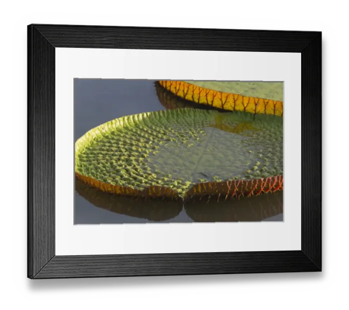 Framed Print : Victoria amazonica lily pads on Rupununi River, southern Guyana