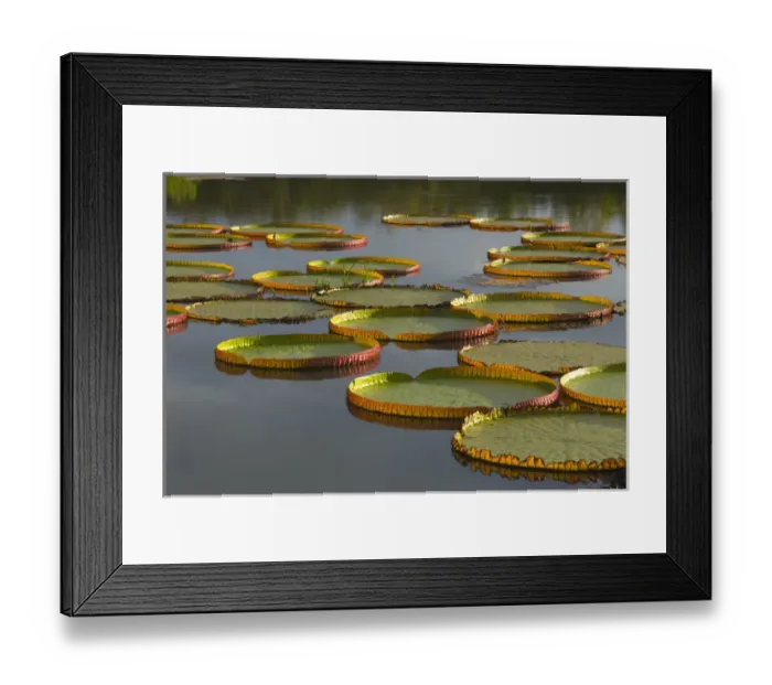 Framed Print : Victoria amazonica lily pads on Rupununi River, southern Guyana Framed Print : Victoria amazonica lily pads on Rupununi River, southern Guyana