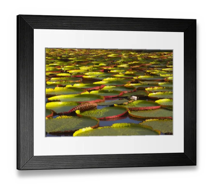 Framed Print : Victoria amazonica lily pads on Rupununi River, southern Guyana Framed Print : Victoria amazonica lily pads on Rupununi River, southern Guyana