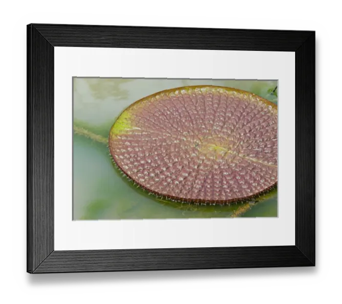 Framed Print : Victoria amazonica lily pads on Rupununi River, southern Guyana