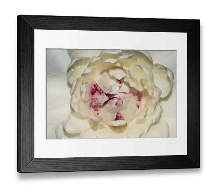 Framed Print : Victoria amazonica flower closeup, Rupununi River, southern Guyana Framed Print : Victoria amazonica flower closeup, Rupununi River, southern Guyana