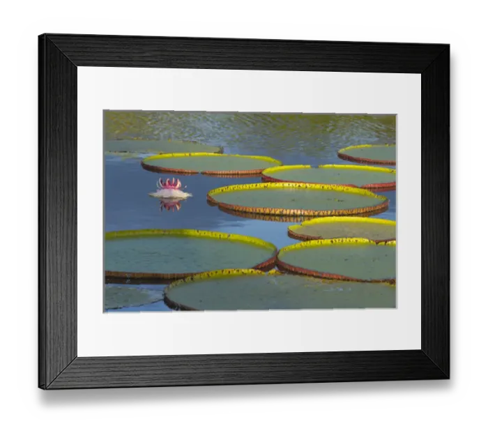 Framed Print : Victoria amazonica lily pads and flowers on Rupununi River, southern Guyana Framed Print : Victoria amazonica lily pads and flowers on Rupununi River, southern Guyana