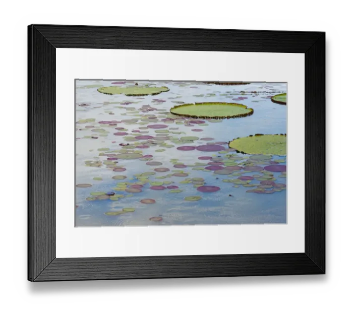 Framed Print : Victoria amazonica lily pads on Rupununi River, southern Guyana Framed Print : Victoria amazonica lily pads on Rupununi River, southern Guyana