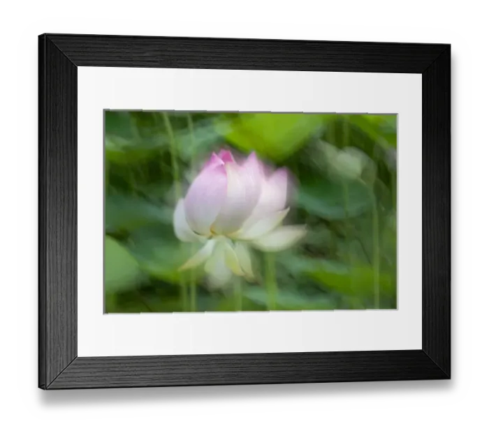 Framed Print : Lotus pond, Guyana Framed Print : Lotus pond, Guyana