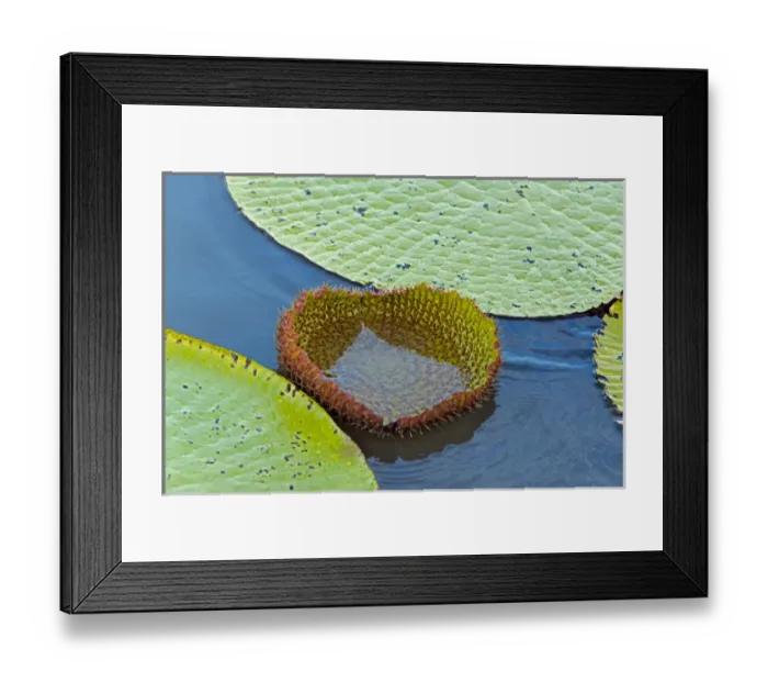 Framed Print : Victoria amazonica lily pads, new leaf, on Rupununi River, southern Guyana Framed Print : Victoria amazonica lily pads, new leaf, on Rupununi River, southern Guyana