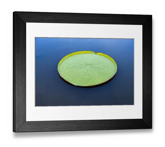 Framed Print : Victoria amazonica lily pad on Rupununi River, southern Guyana Framed Print : Victoria amazonica lily pad on Rupununi River, southern Guyana
