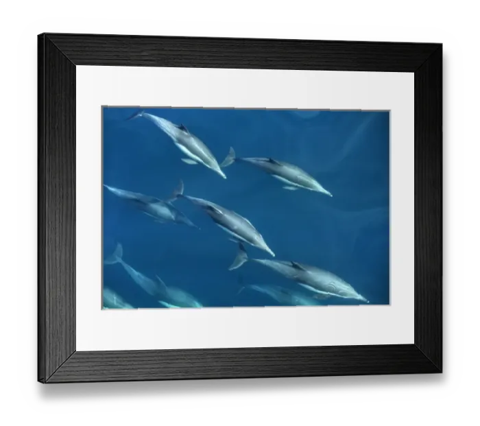 Framed Print : Mexico, Sea of Cortez, Bottlenose dolphins swimming underwater in front of boat