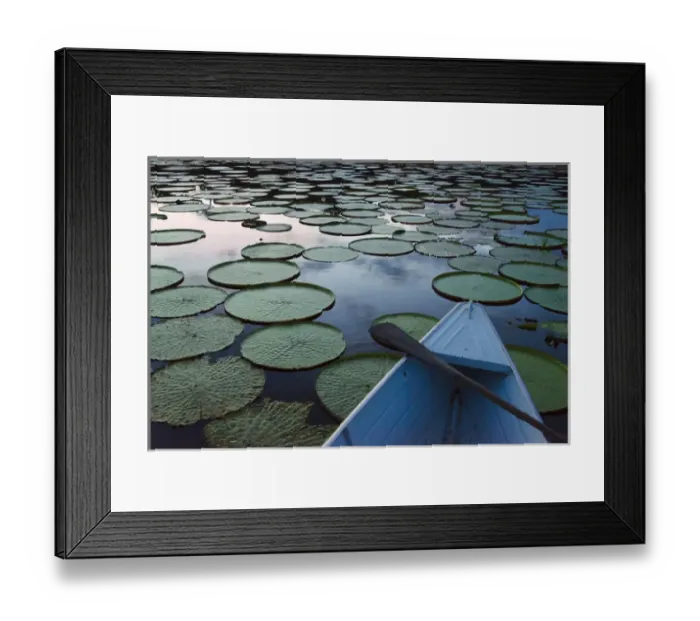 Framed Print : Boat on Rupununi River with Victoria amazonica lily pads, southern Guyana Framed Print : Boat on Rupununi River with Victoria amazonica lily pads, southern Guyana