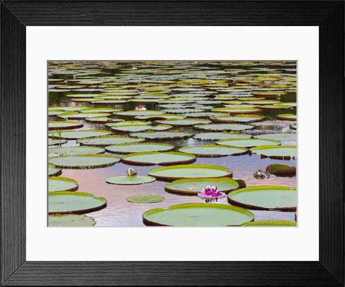 Framed Print : Victoria amazonica lily pads and flowers on Rupununi River, southern Guyana Framed Print : Victoria amazonica lily pads and flowers on Rupununi River, southern Guyana