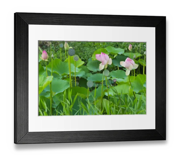 Framed Print : Lotus pond, Guyana Framed Print : Lotus pond, Guyana