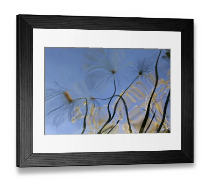 Framed Print : Mexico, Baja California, Tecate. Pool reflection at Rancho La Puerta Framed Print : Mexico, Baja California, Tecate. Pool reflection at Rancho La Puerta