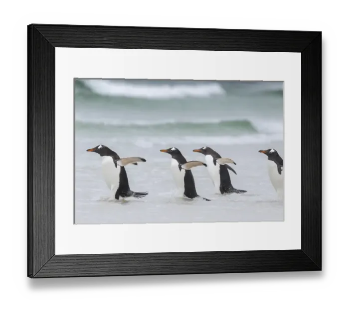 Framed Print : Gentoo Penguin (Pygoscelis papua) on the Falkland Islands, walking into the surf