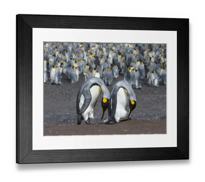 Framed Print : King Penguin (Aptenodytes patagonicus) on the Falkand Islands in the South Atlantic Framed Print : King Penguin (Aptenodytes patagonicus) on the Falkand Islands in the South Atlantic