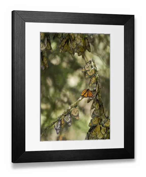 Framed Print : El Rosario Monarch Butterfly Reserve, Michoacan, near Angangueilo, Mexico Framed Print : El Rosario Monarch Butterfly Reserve, Michoacan, near Angangueilo, Mexico