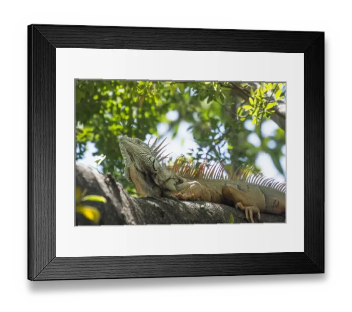 Framed Print : Mexico, Puerto Vallarta. Iguana. Tree lizards Framed Print : Mexico, Puerto Vallarta. Iguana. Tree lizards