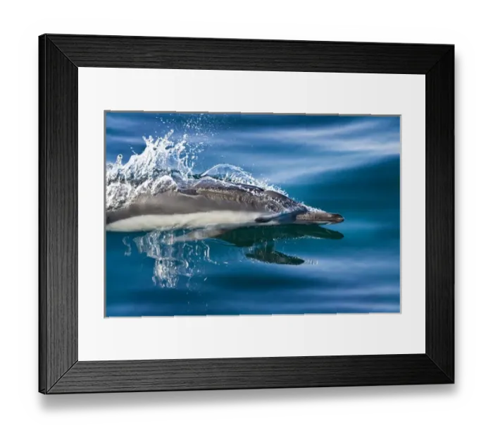 Framed Print : North America, Sea of Cortez. Close-up of long-beaked dolphin porpoising through
