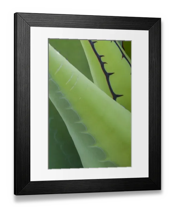 Framed Print : North America, Mexico, Baja California. Abstract line detail agave in Baja California Framed Print : North America, Mexico, Baja California. Abstract line detail agave in Baja California