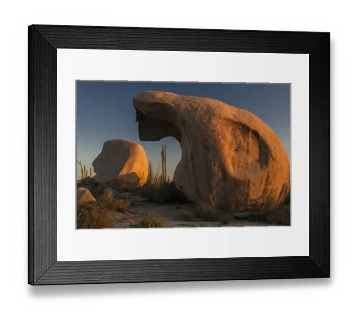 Framed Print : North America, Mexico, Baja California. Boojum Trees (Fouquieria columnaris) Framed Print : North America, Mexico, Baja California. Boojum Trees (Fouquieria columnaris)