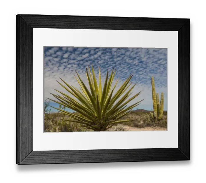 Framed Print : North America, Mexico, Baja California. Yucca (Yucca valida) and Cardon Cactus Framed Print : North America, Mexico, Baja California. Yucca (Yucca valida) and Cardon Cactus