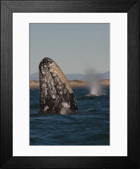 Framed Print : Baja California Sur, San Ignacio Lagoon, Sea of Cortez, barnacles, blow, diving, gray whales Framed Print : Baja California Sur, San Ignacio Lagoon, Sea of Cortez, barnacles, blow, diving, gray whales
