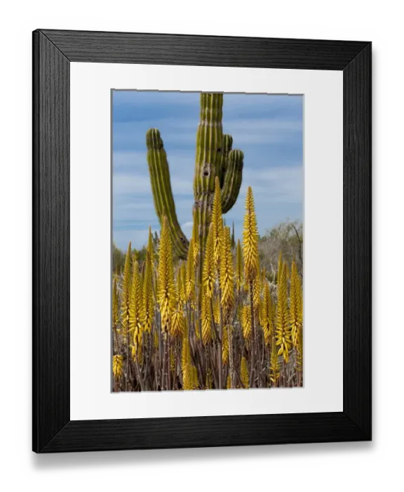Framed Print : North America, Mexico, Baja California, Agave and Cordon Cactus near Playa Balandra Framed Print : North America, Mexico, Baja California, Agave and Cordon Cactus near Playa Balandra