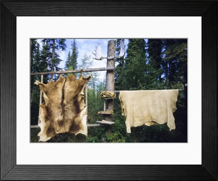 Framed Print : Elk and moose hides stretched and hang over wooden racks for easy scraping and tanning