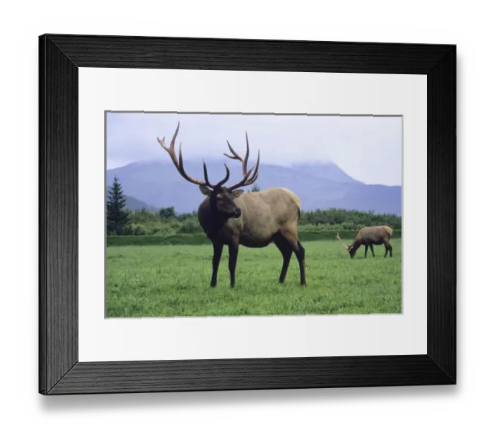 Framed Print : Two elk bulls grazing in a grass meadow, Alaska Wildlife Conservation Center, Portage