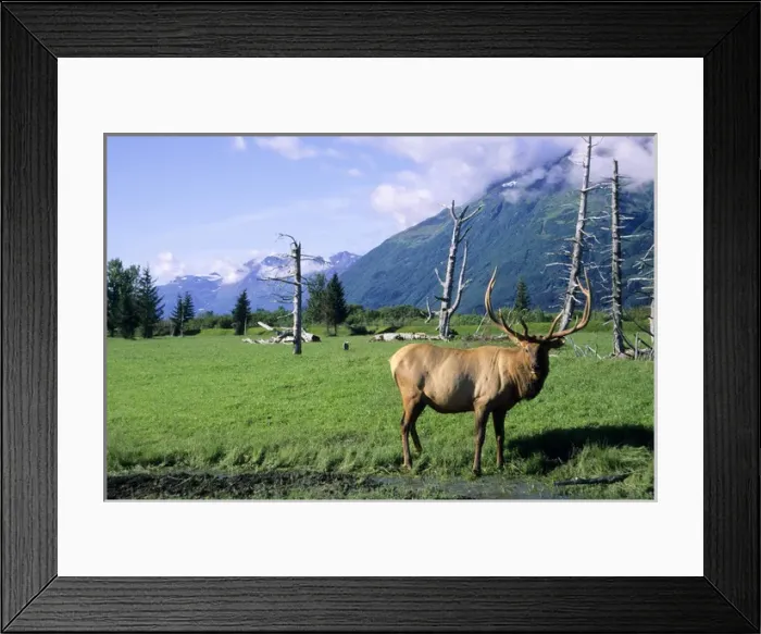 Framed Print : Elk bull standing in a grass meadow, Alaska Wildlife Conservation Center, Portage Alaska Framed Print : Elk bull standing in a grass meadow, Alaska Wildlife Conservation Center, Portage Alaska