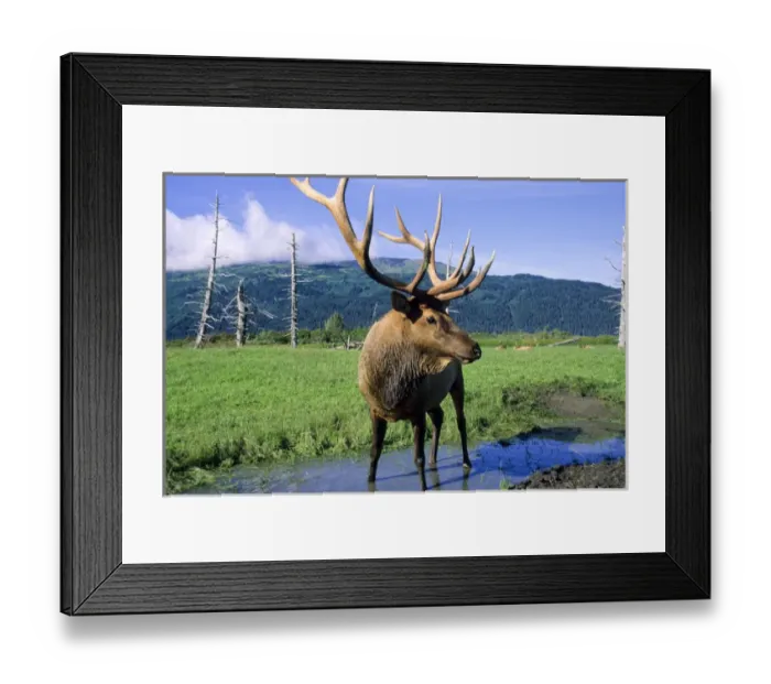 Framed Print : Elk bull standing in a small stream that runs through a grass meadow, Alaska Wildlife Framed Print : Elk bull standing in a small stream that runs through a grass meadow, Alaska Wildlife