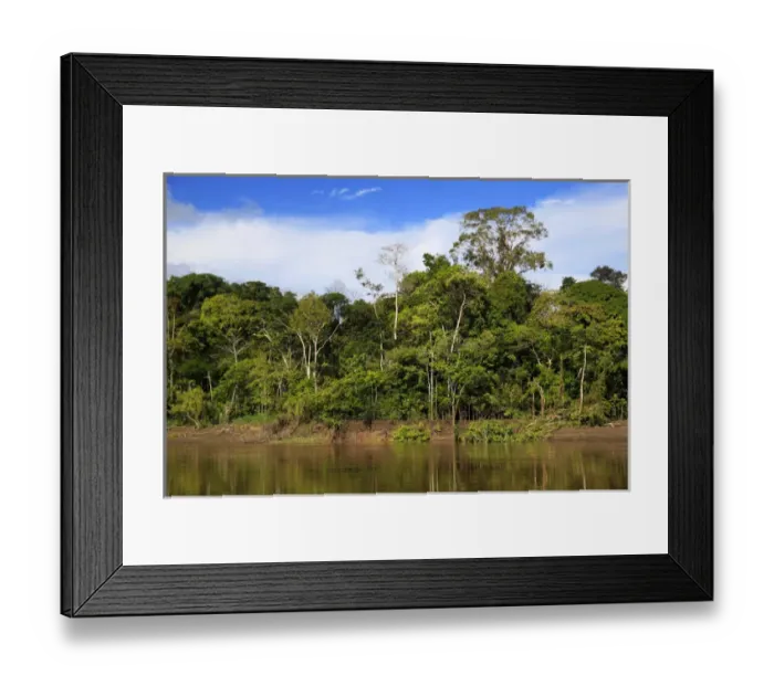 Framed Print : South America, Peru, Amazon. Peruvian Amazon Framed Print : South America, Peru, Amazon. Peruvian Amazon