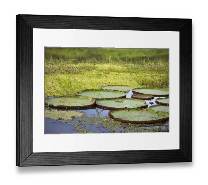 Framed Print : South America, Peru, Amazon. Lilly Pads of Peruvian Amazon Framed Print : South America, Peru, Amazon. Lilly Pads of Peruvian Amazon