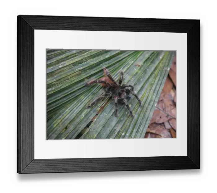 Framed Print : In the upper amazon jungle, on a trail from the Maranon River, one finds the pink