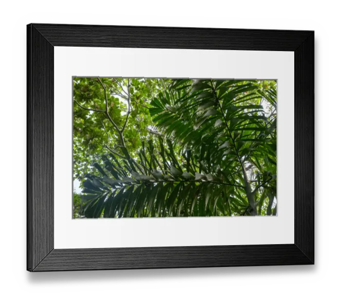 Framed Print : In the upper amazon jungle, on a trail from the Maranon River, one finds these palm trees