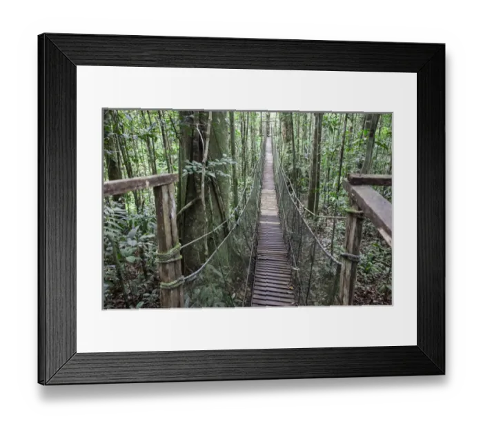 Framed Print : One of a number of bridges crossing over the jungle forest in the Amazon Natural Park Framed Print : One of a number of bridges crossing over the jungle forest in the Amazon Natural Park