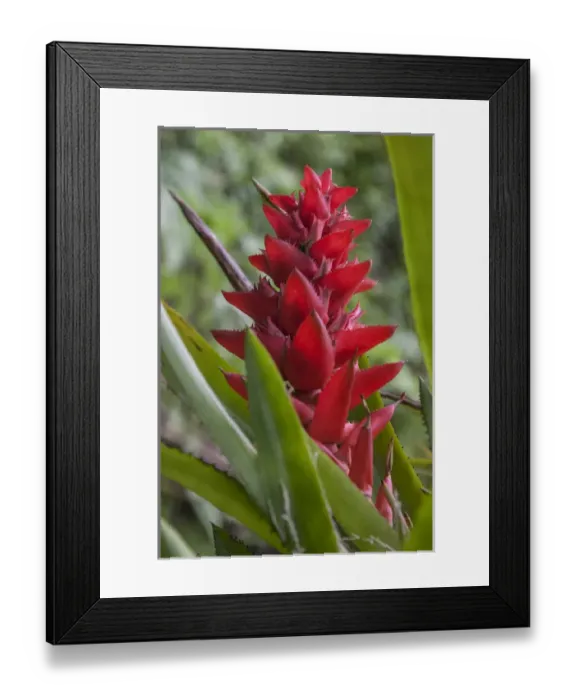 Framed Print : Found throughout the amazon Rainforest is the red bromeliad Framed Print : Found throughout the amazon Rainforest is the red bromeliad