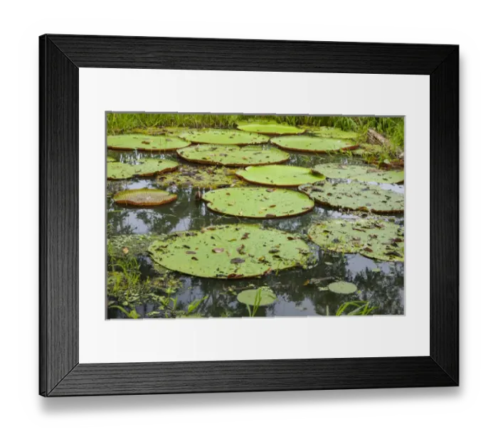 Framed Print : These giant water lilies, up to 8 feet in diameter, are only foud in the amazon Rainforest