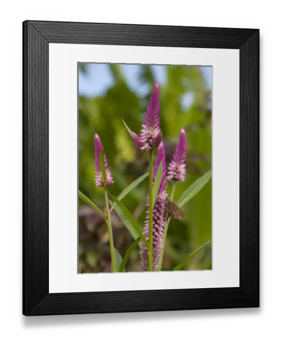 Framed Print : Celosia argentea cristata flower, blooms in the Amazon, also commonly known as Cramer s Framed Print : Celosia argentea cristata flower, blooms in the Amazon, also commonly known as Cramer s