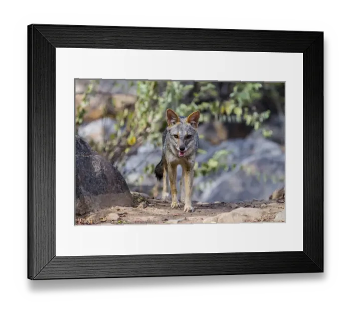Framed Print : The sechuran fox is found in equatorial dry forest of Chaparri Ecological Reserve