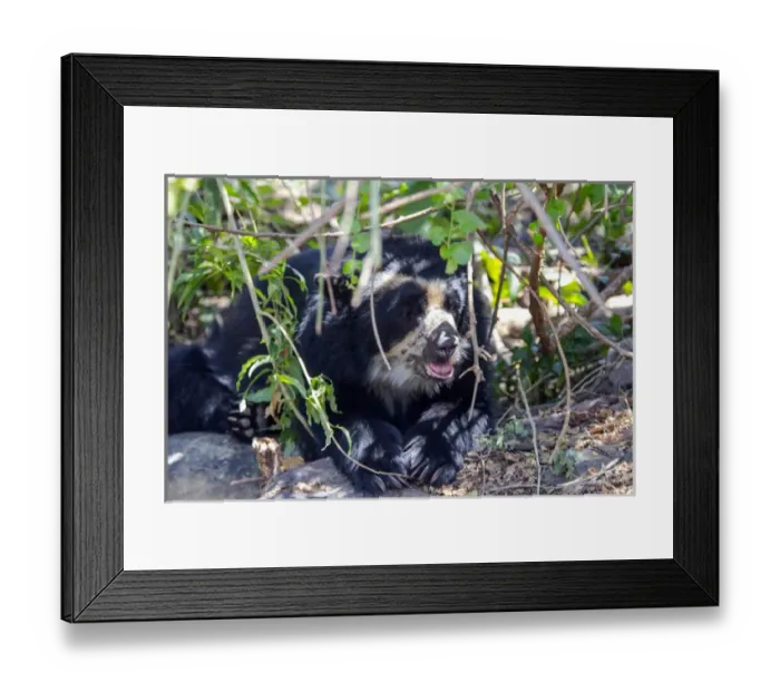 Framed Print : The black spectacled bear is the only species of bear found in South America