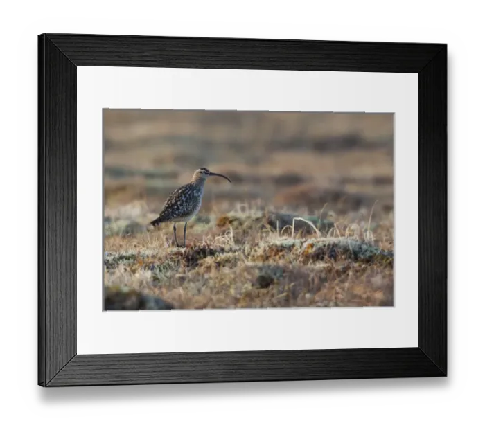 Framed Print : Bristled-thighed Curlew