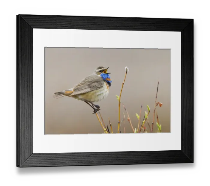 Framed Print : Bluethroat (male) Singing